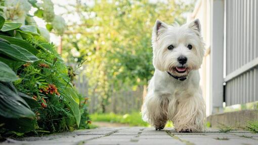 West Highland White Terrier, der im Hof ​​geht