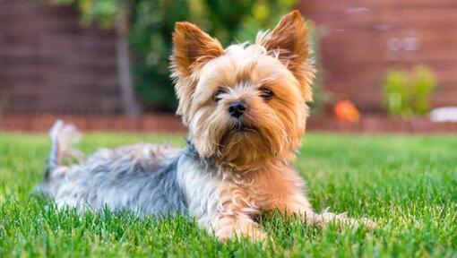 Yorkshire Terrier, der auf dem Gras liegt