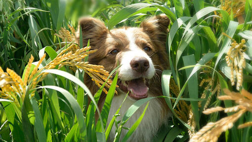 Beyond Hund