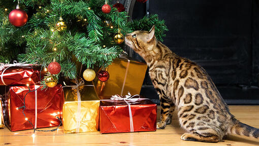 Katze schnüffelt am Weihnachtsbaum