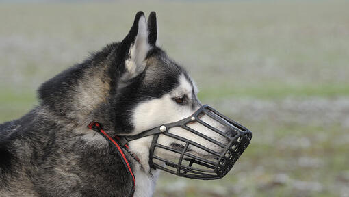 husky wearing muzzle