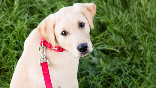 Hund draußen an der Leine