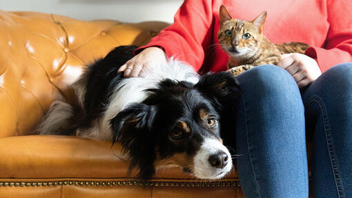 cat and dog together on sofa