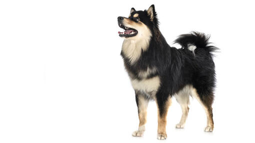 Finnischer Lapphund 