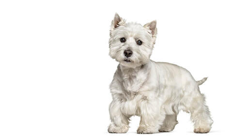 West Highland White Terrier