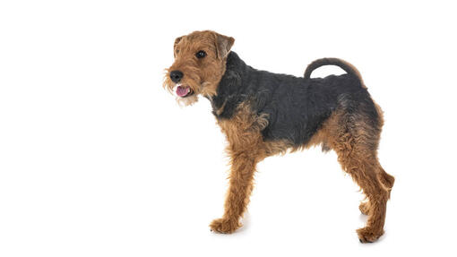 Welsh Terrier