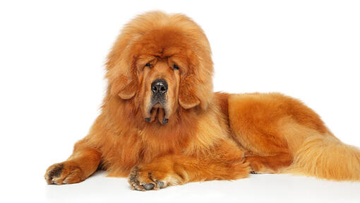 Tibetan Mastiff