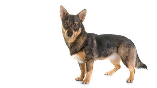 Swedish Vallhund Desktop