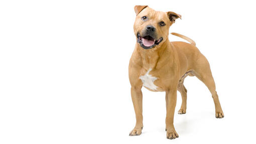 Staffordshire Bullterrier