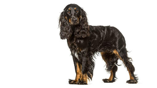 Field Spaniel