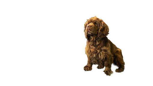 Sussex Spaniel