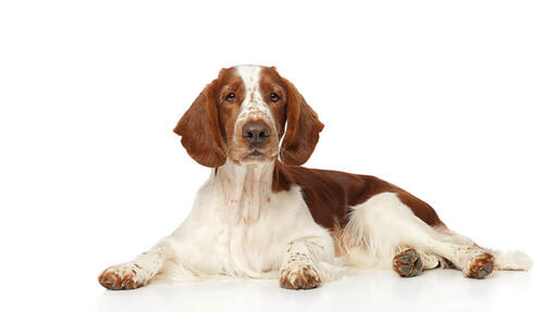 Welsh Springer Spaniel