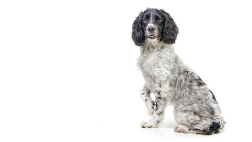 English Springer Spaniel