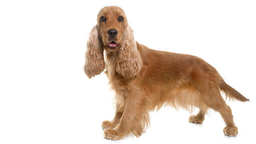 English Cocker Spaniel