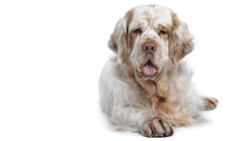 Clumber Spaniel