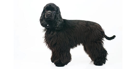 American Cocker Spaniel