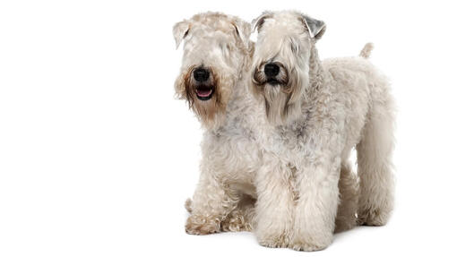 Irischer Soft Coated Wheaten Terrier
