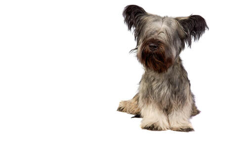 Skye Terrier