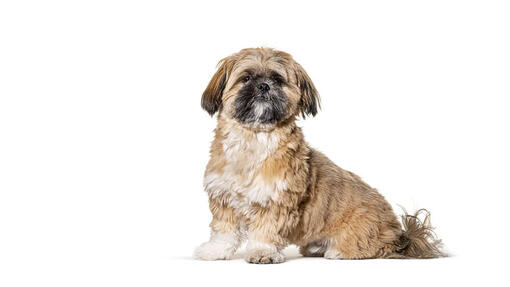 Shih Tzu