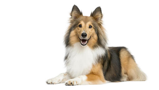 Shetland Sheepdog