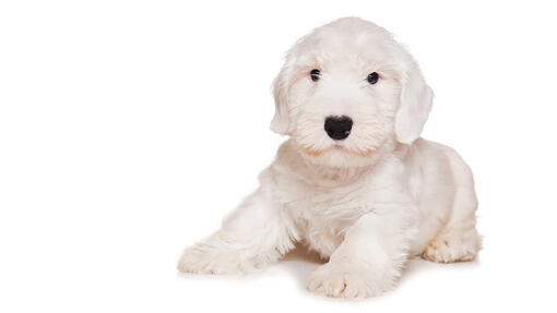 Sealyham Terrier