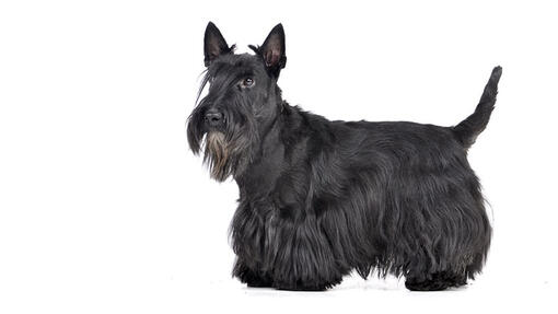 Scottish Terrier