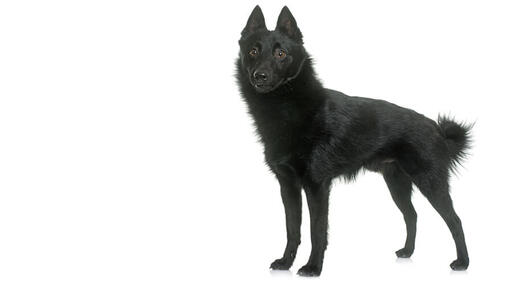 Schipperke