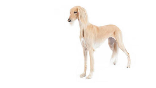 Saluki