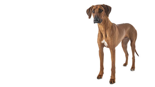 Rhodesian Ridgeback