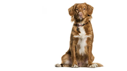 Retriever (Nova Scotia Duck Tolling) Desktop