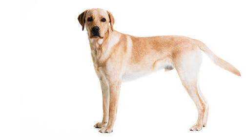 Labrador