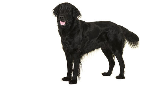 Flat Coated Retriever