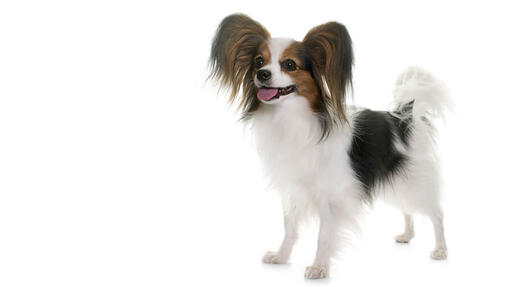 Papillon Hund Desktop