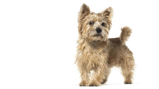 Norwich Terrier Desktop