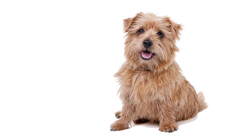 Norfolk Terrier Desktop