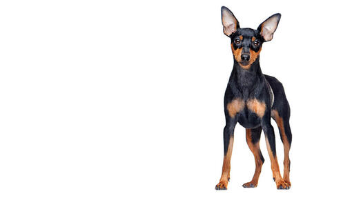 Zwergpinscher