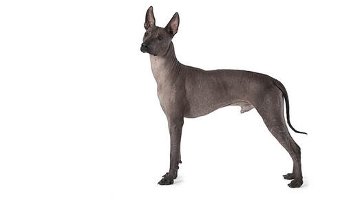 Xoloitzcuintle