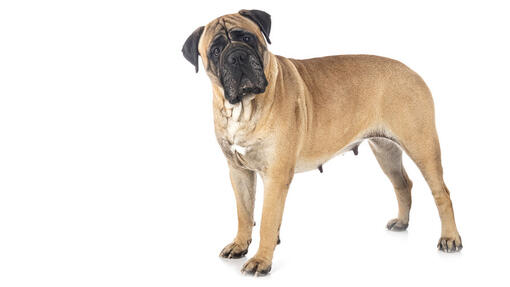 Mastiff