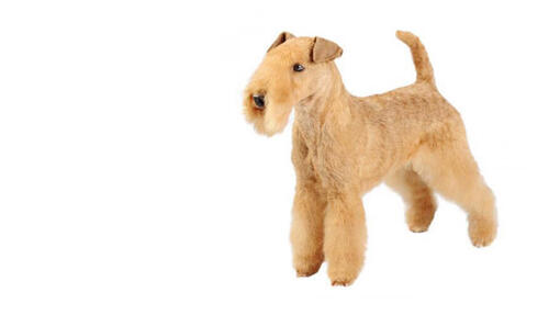 Lakeland Terrier