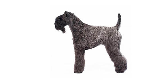 Kerry Blue Terrier Desktop