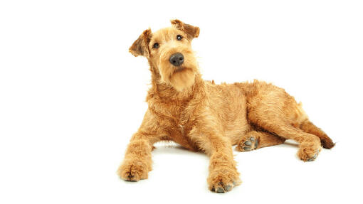 Irish Terrier Desktop