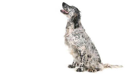 English Setter