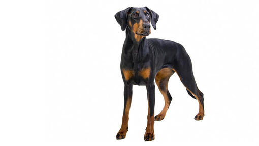 Dobermann