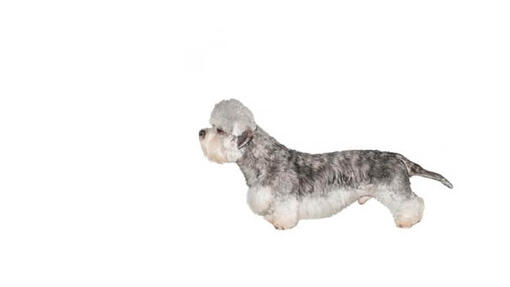 Dandie Dinmont Terrier