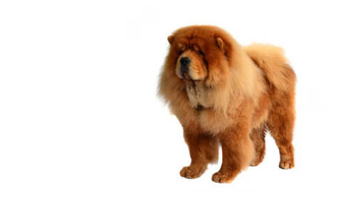 Chow Chow Langhaar