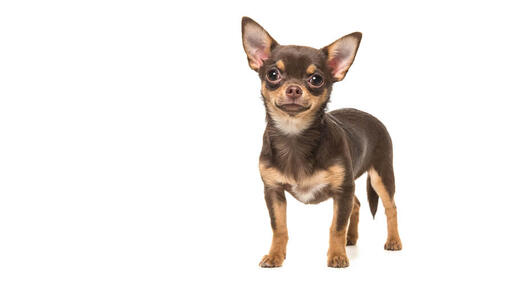 Kurzhaar Chihuahua