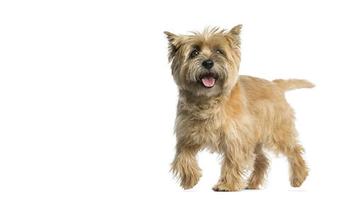 Cairn Terrier