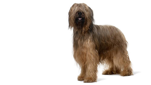 Briard