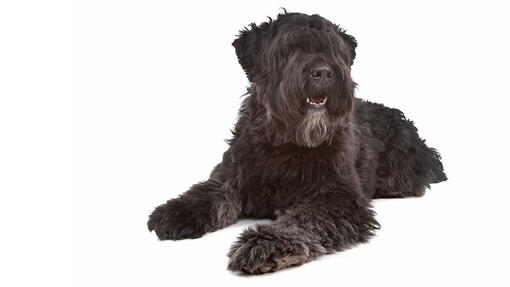 Bouvier Des Flandres