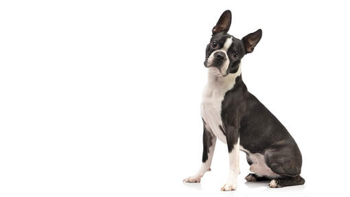 Boston Terrier